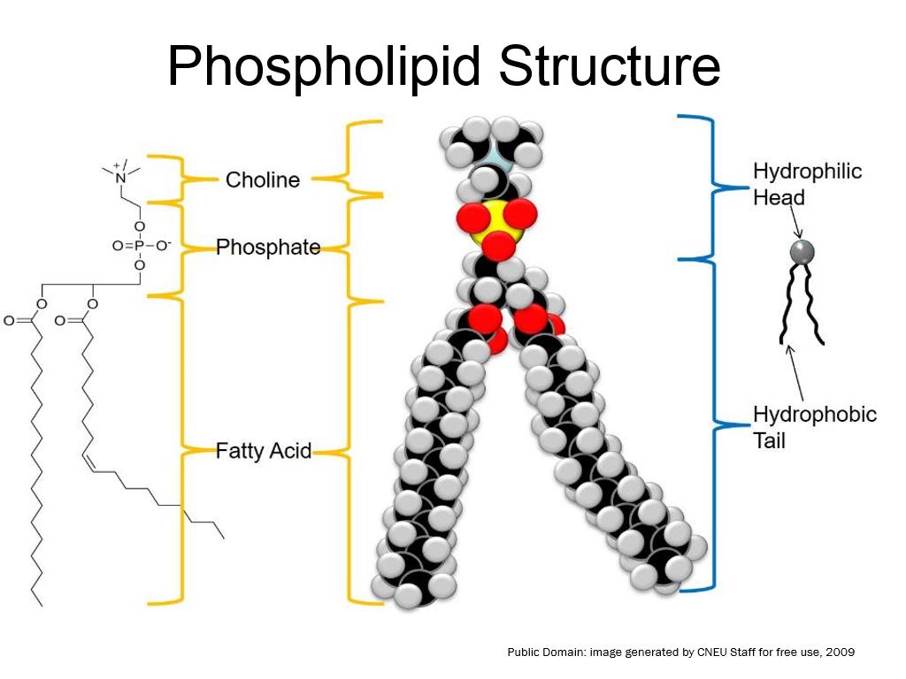 Phospholipid Structure