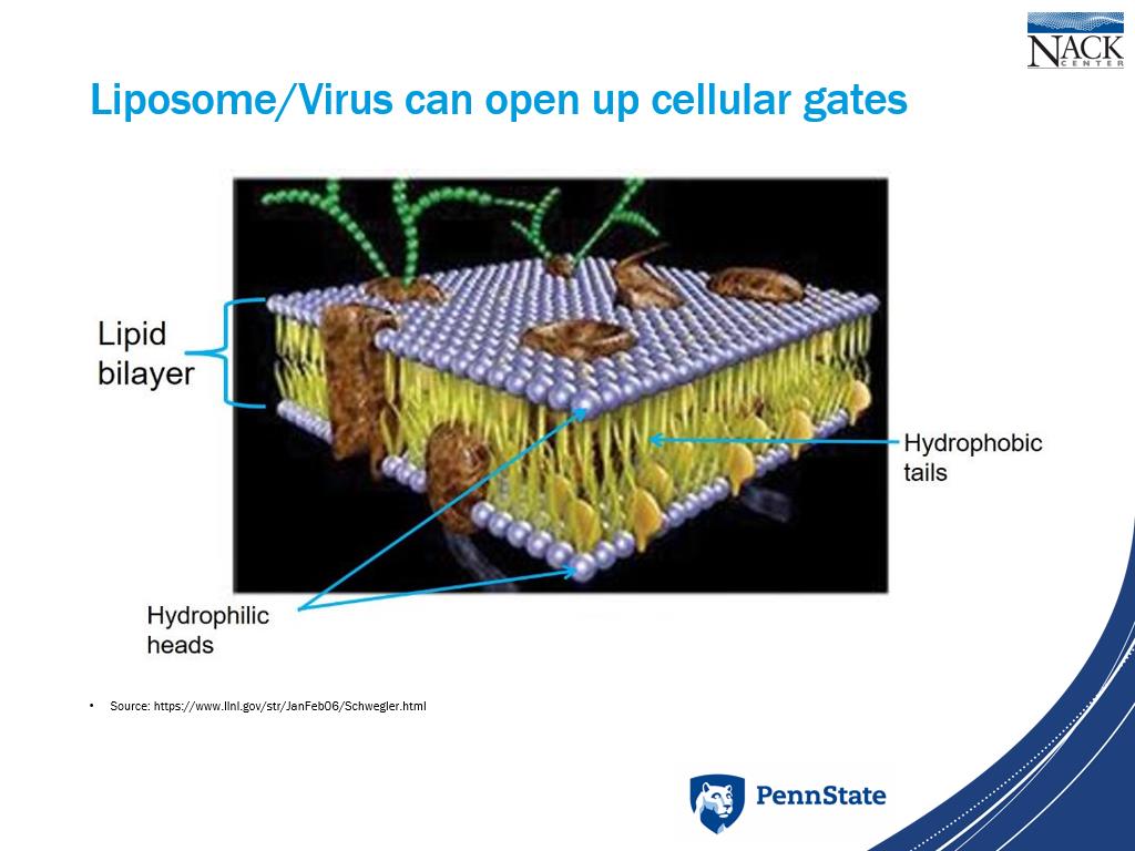 Liposome/Virus can open up cellular gates