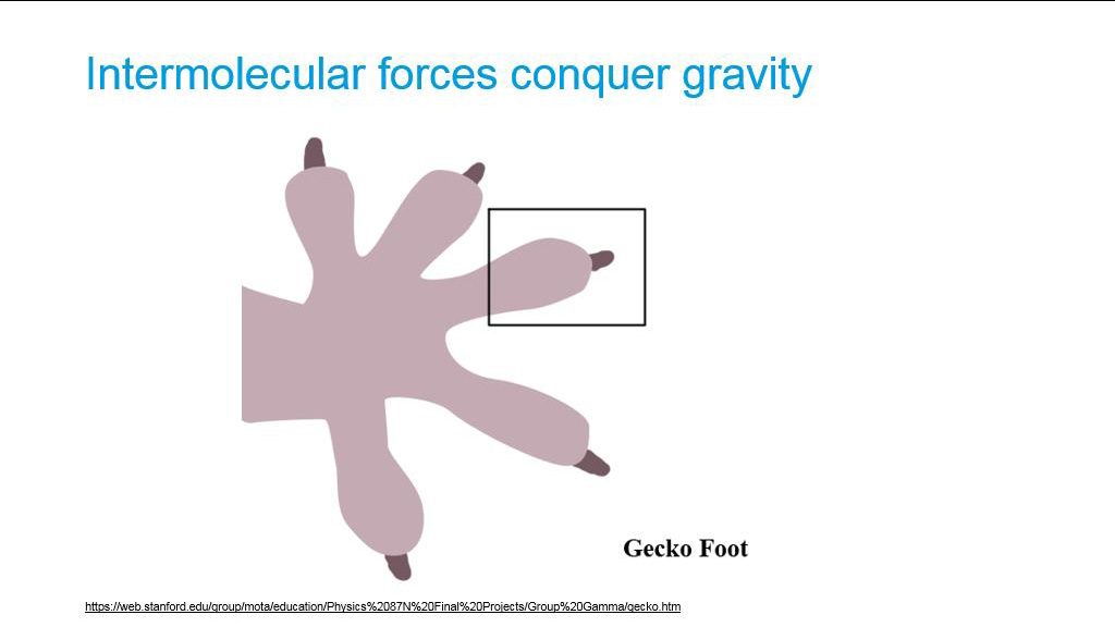 Intermolecular forces conquer gravity
