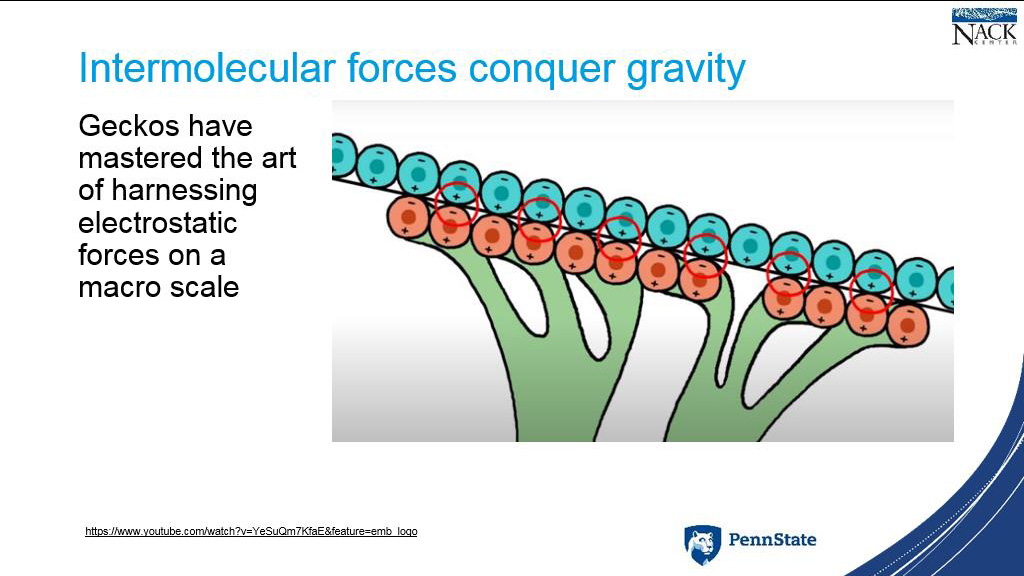 Intermolecular forces conquer gravity
