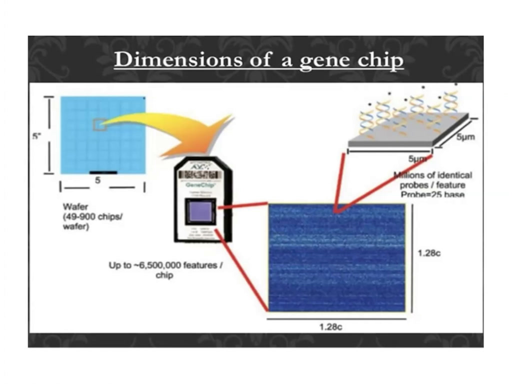 Dimensions of a gene chip