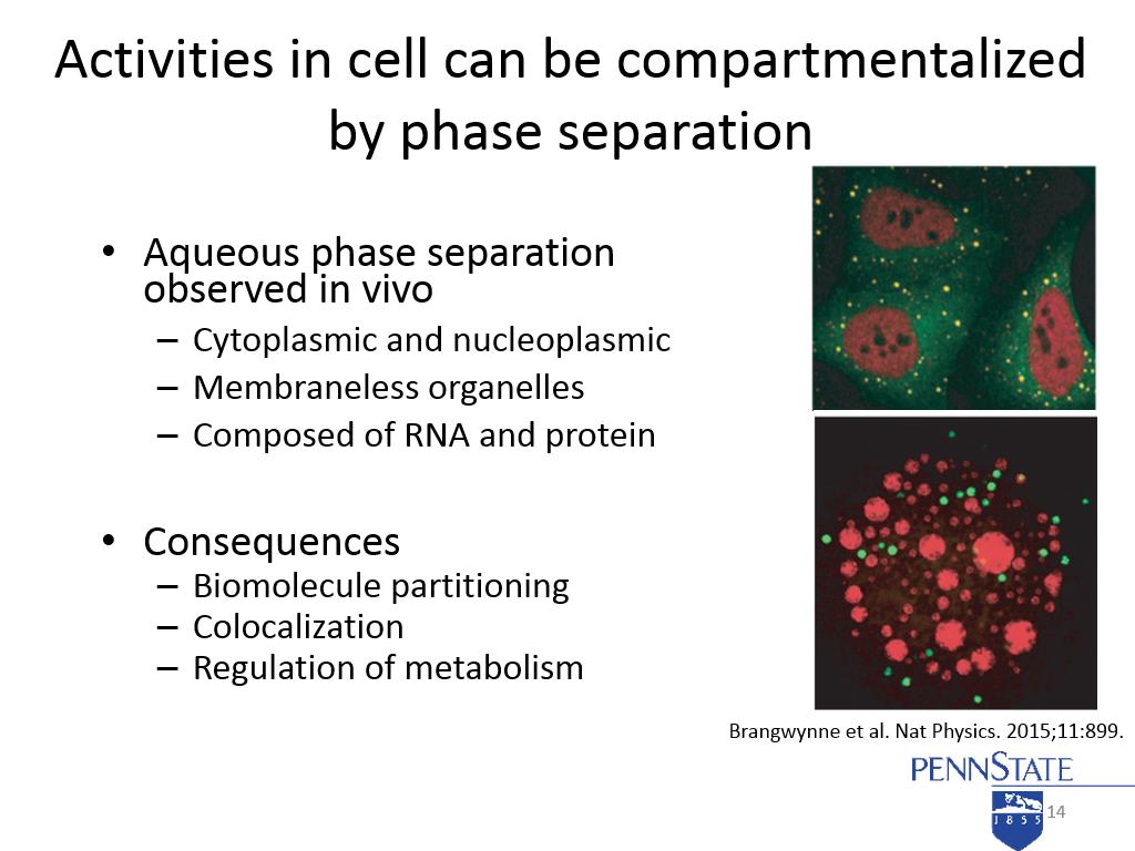 Activities in cell can be compartmentalized by phase separation