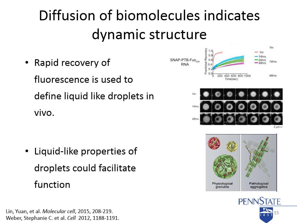 Diffusion of biomolecules indicates dynamic structure