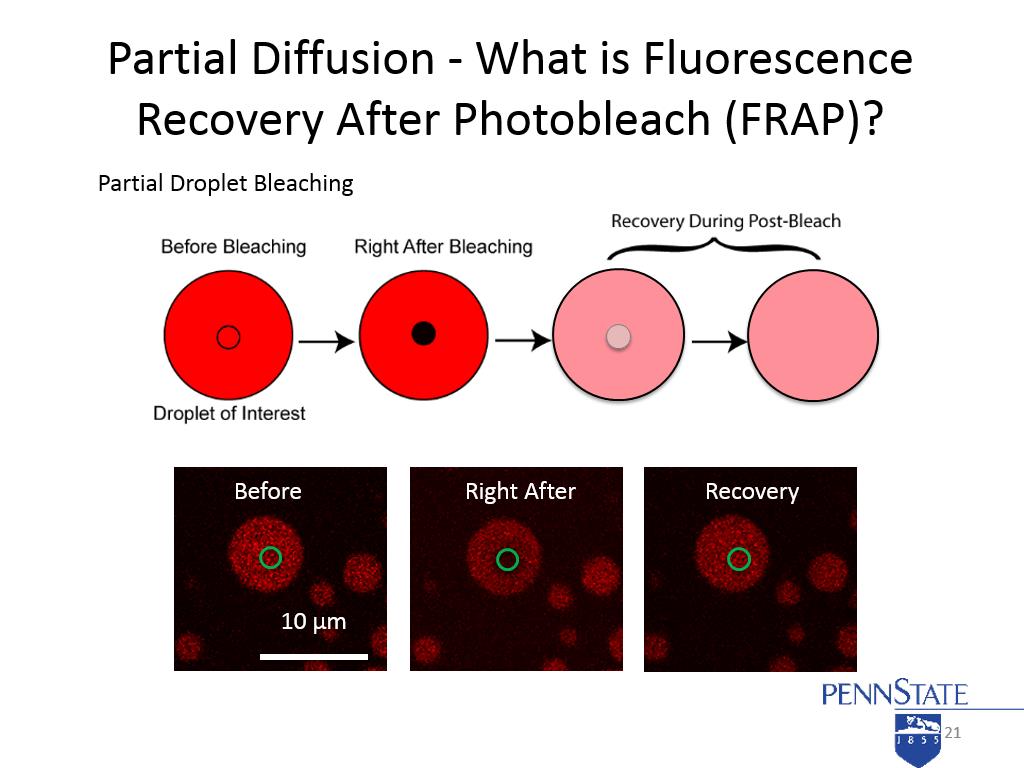 Partial Diffusion - What is Fluorescence Recovery After Photobleach (FRAP)?