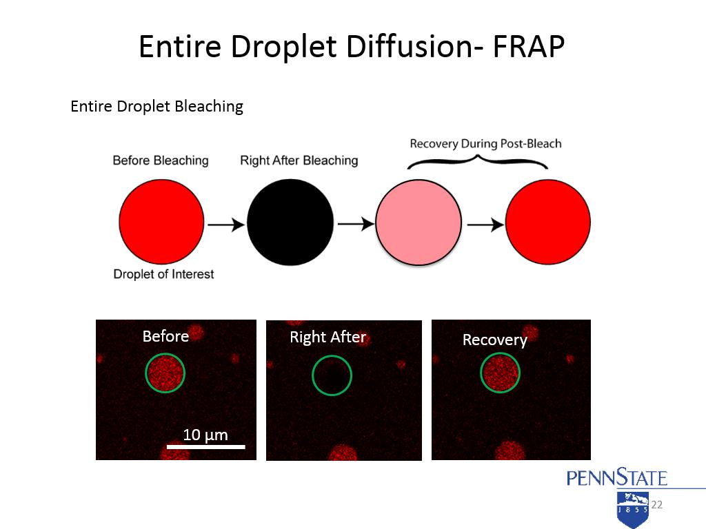 Entire Droplet Diffusion- FRAP