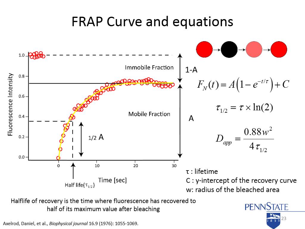 FRAP Curve and equations