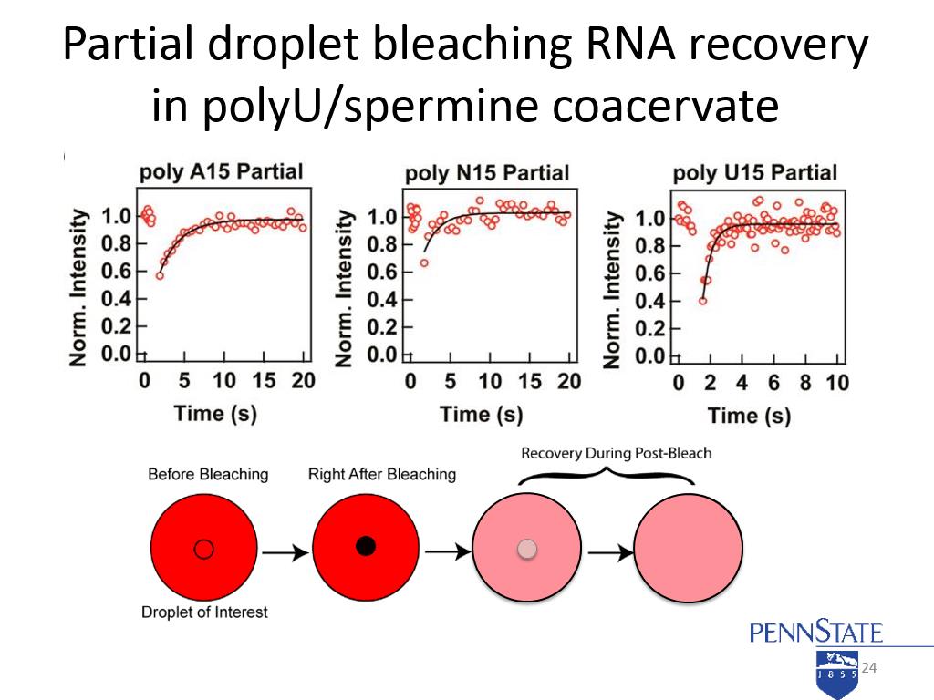 Partial droplet bleaching RNA recovery in polyU/spermine coacervate