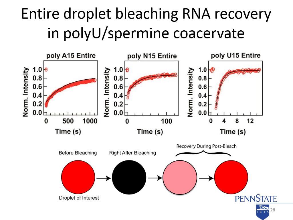 Entire droplet bleaching RNA recovery in polyU/spermine coacervate