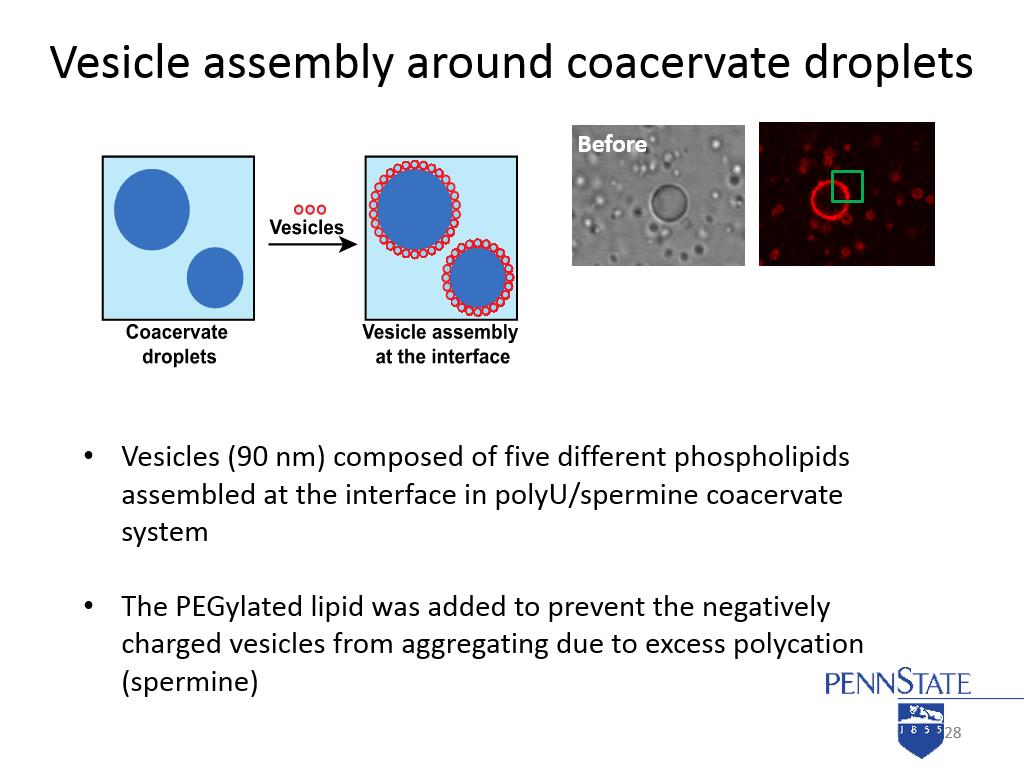 Vesicle assembly around coacervate droplets