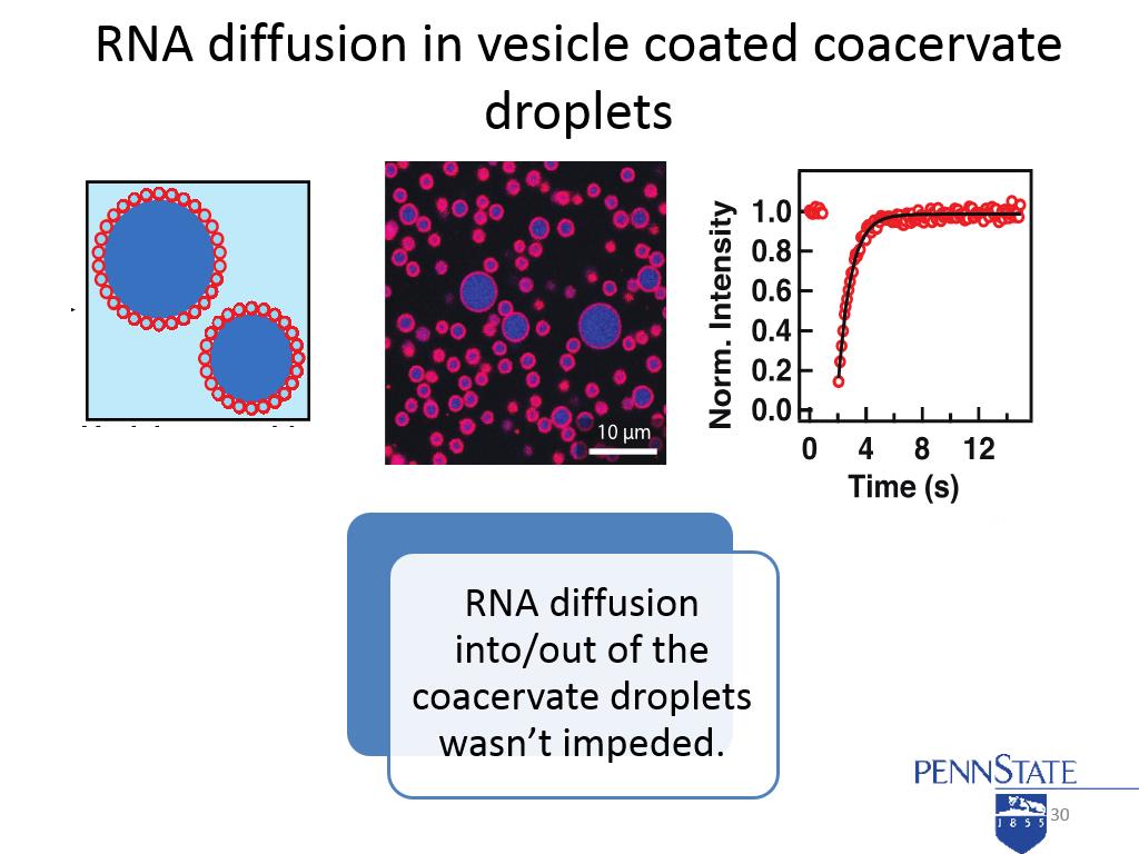 RNA diffusion in vesicle coated coacervate droplets