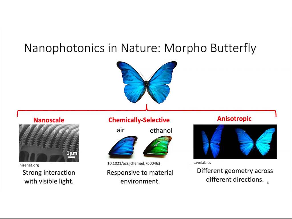 Nanophotonics in Nature: Morpho Butterfly