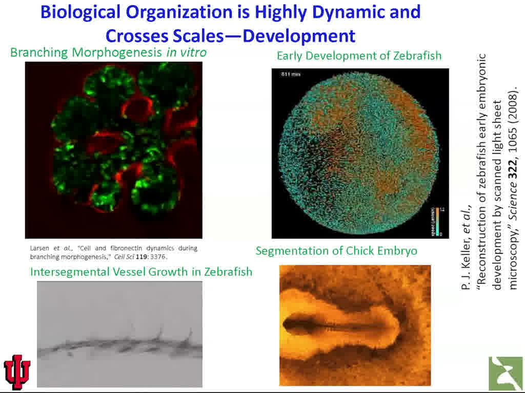 Biological Organization is Highly Dynamic and Crosses Scales