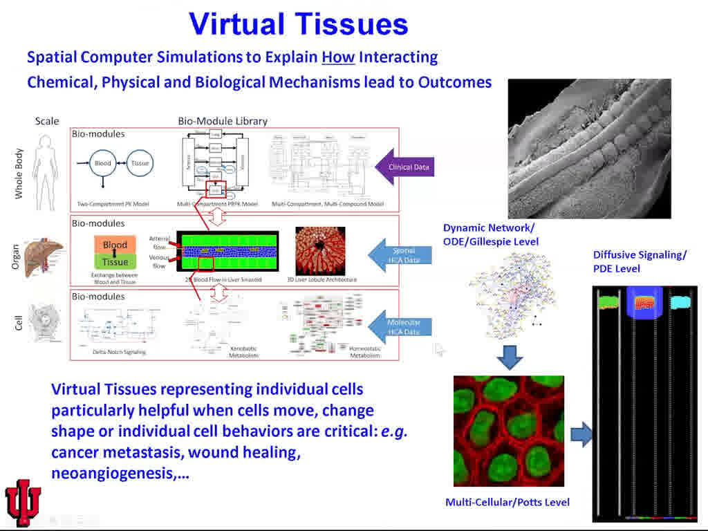 Virtual Tissues