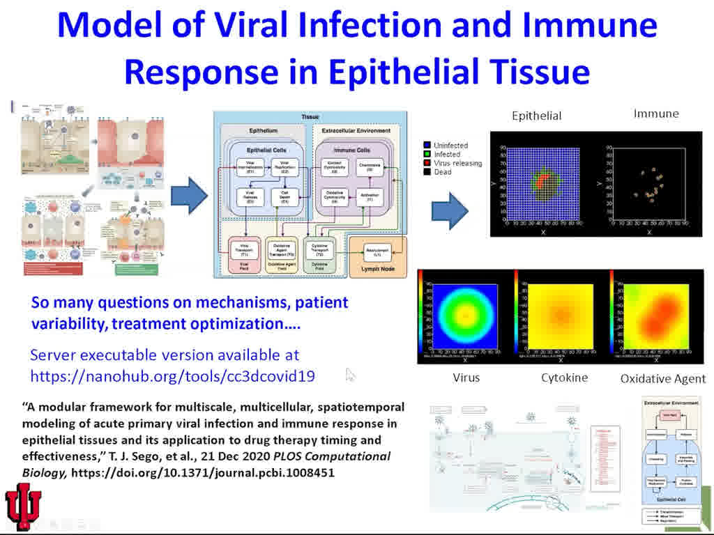 Model of Viral Infection and Immune Response