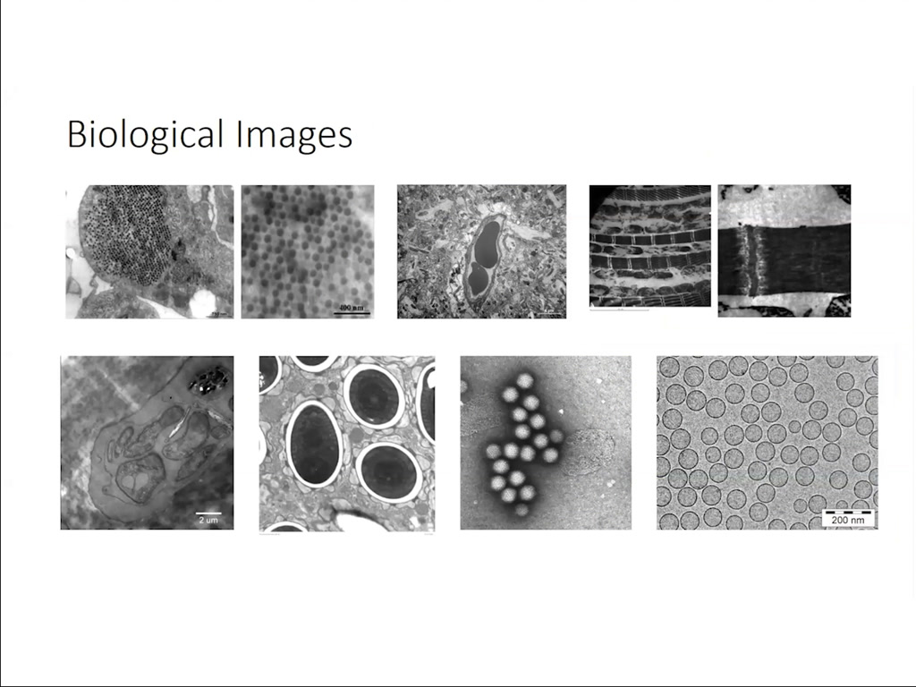 Biological Images
