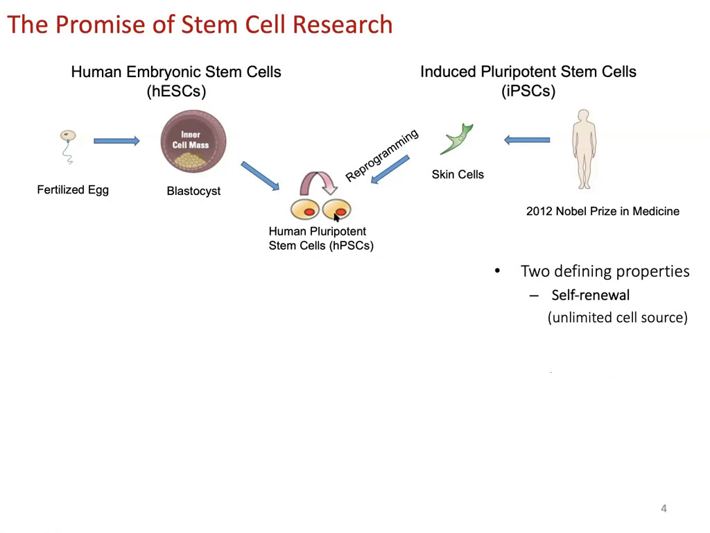 The Promise of Stem Cell Research