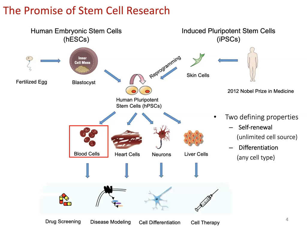 The Promise of Stem Cell Research