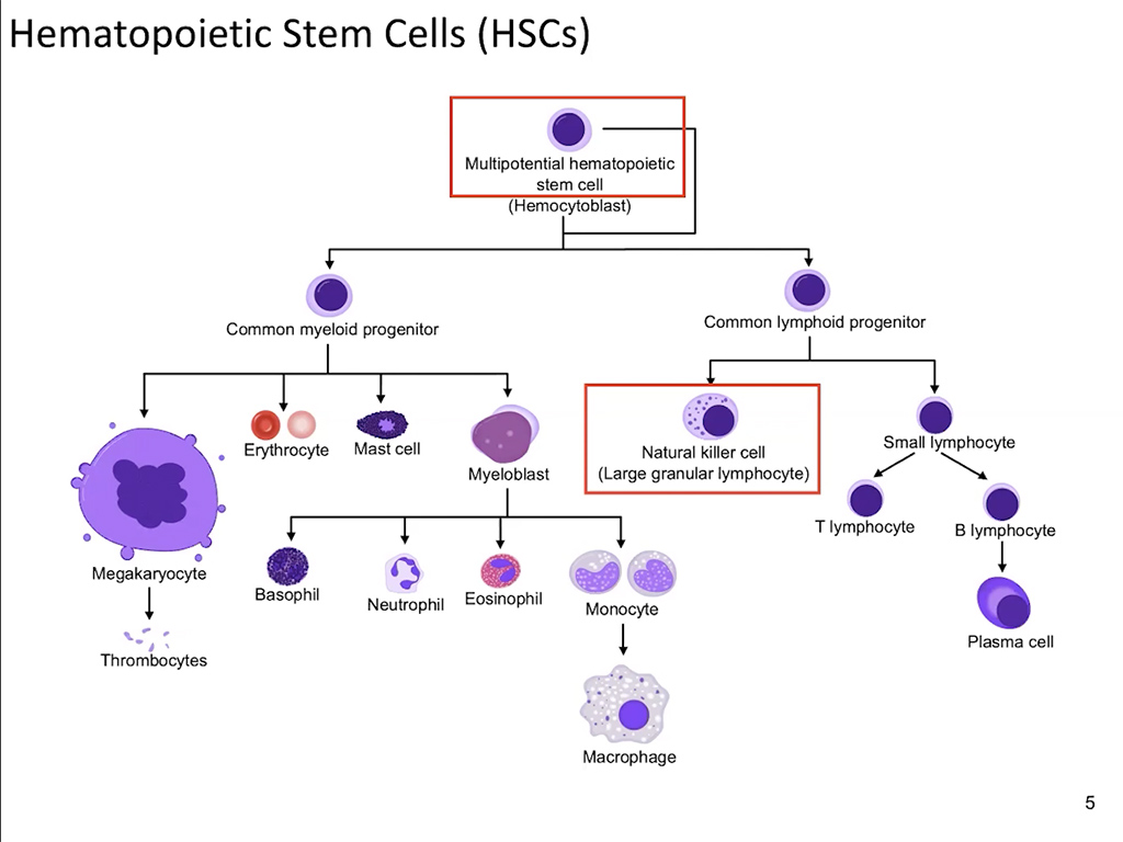 Hematopoietic Stem Cells (HSCs)