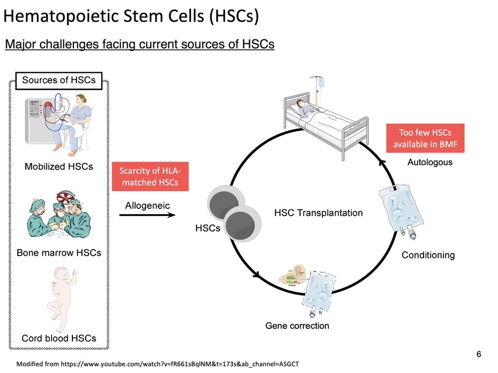 Hematopoietic Stem Cells (HSCs)