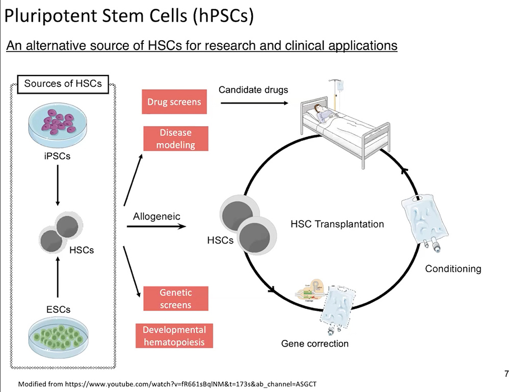 Pluripotent Stem Cells (hPSCs)