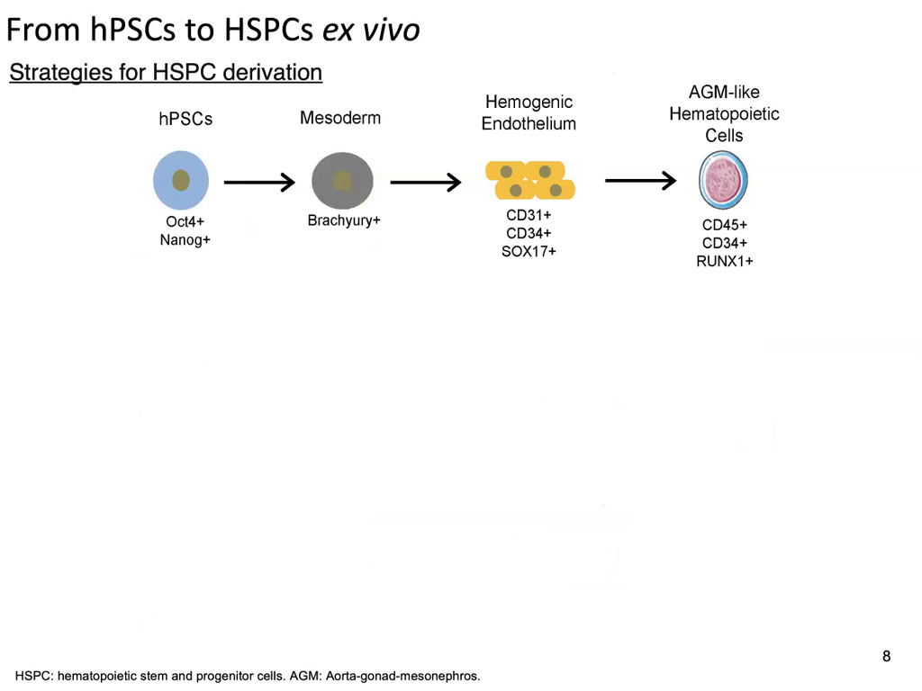 From hPSCs to HSPCs ex vivo