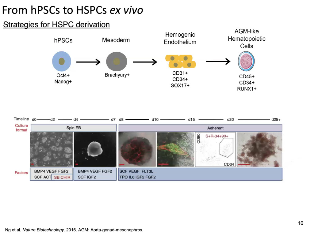 From hPSCs to HSPCs ex vivo