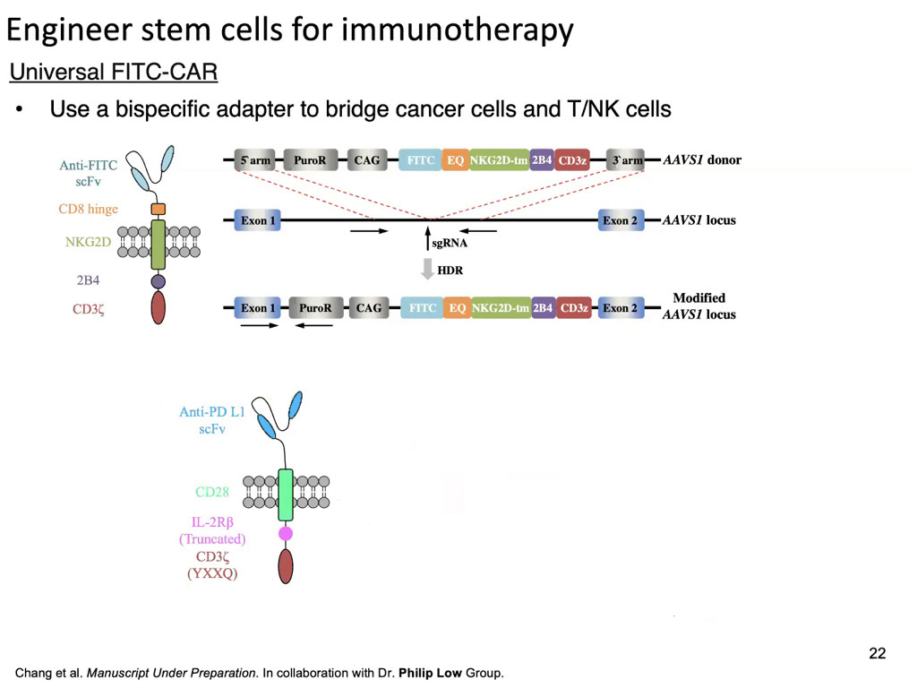Engineer stem cells for immunotherapy