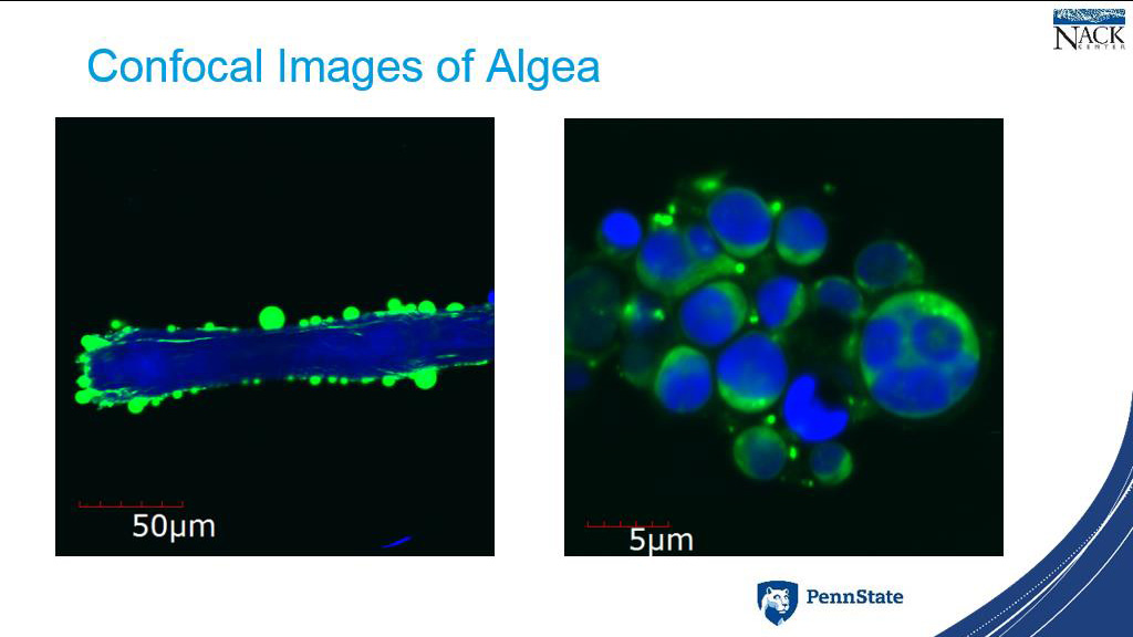 Confocal Images of Algea