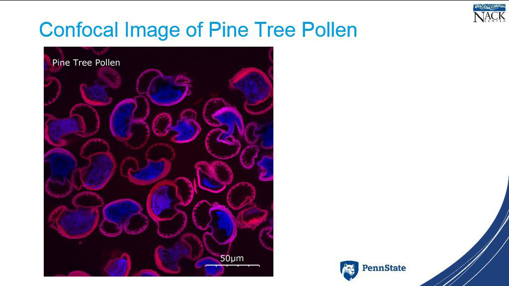 Confocal Image of Pine Tree Pollen