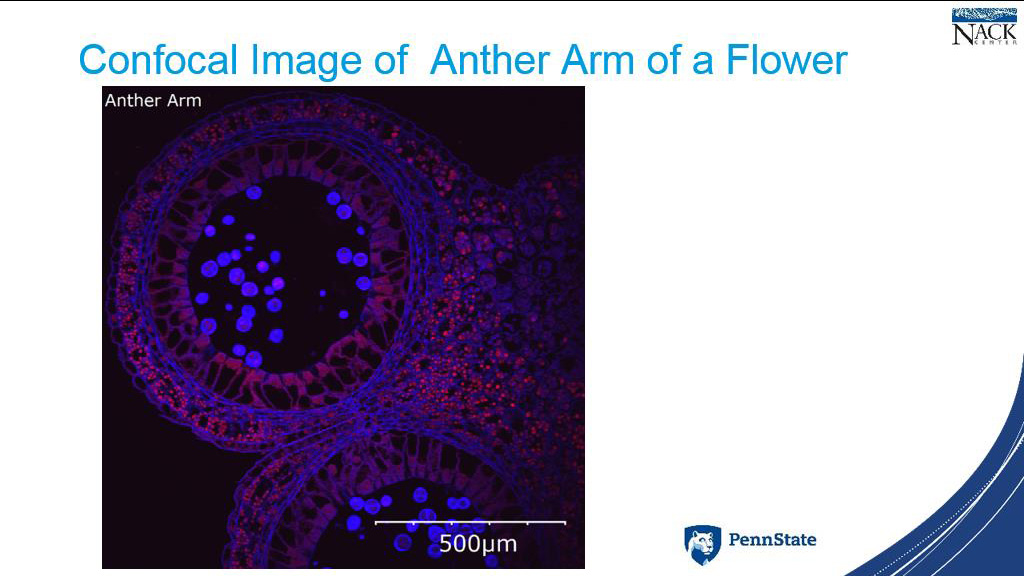 Confocal Image of Anther Arm of a Flower