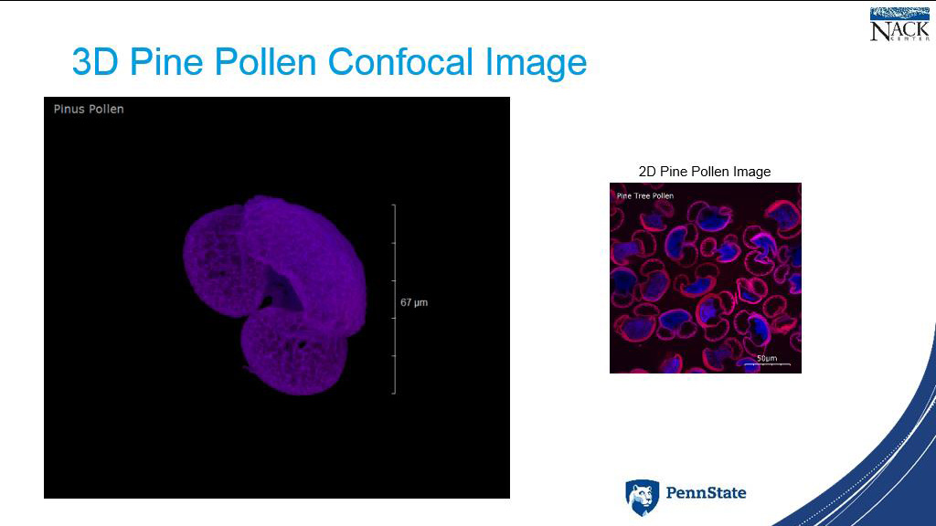 3D Pine Pollen Confocal Image