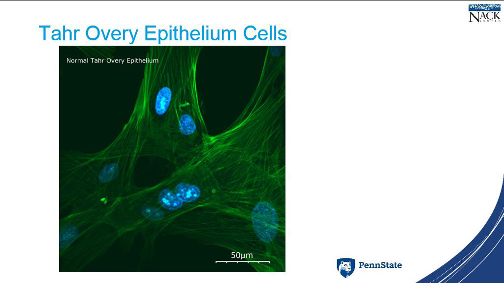 Tahr Overy Epithelium Cells