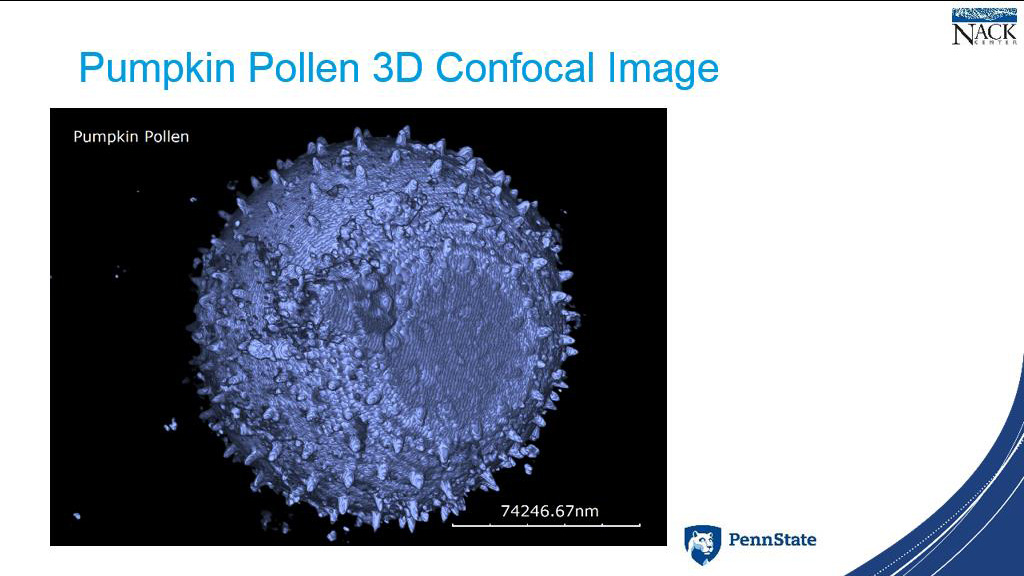 Pumpkin Pollen 3D Confocal Image