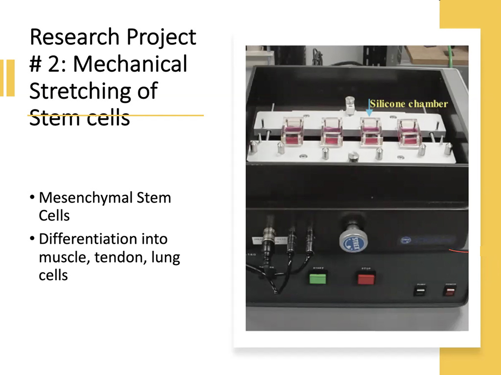 Research Project #2: Mechanical Stretching of Stem Cells