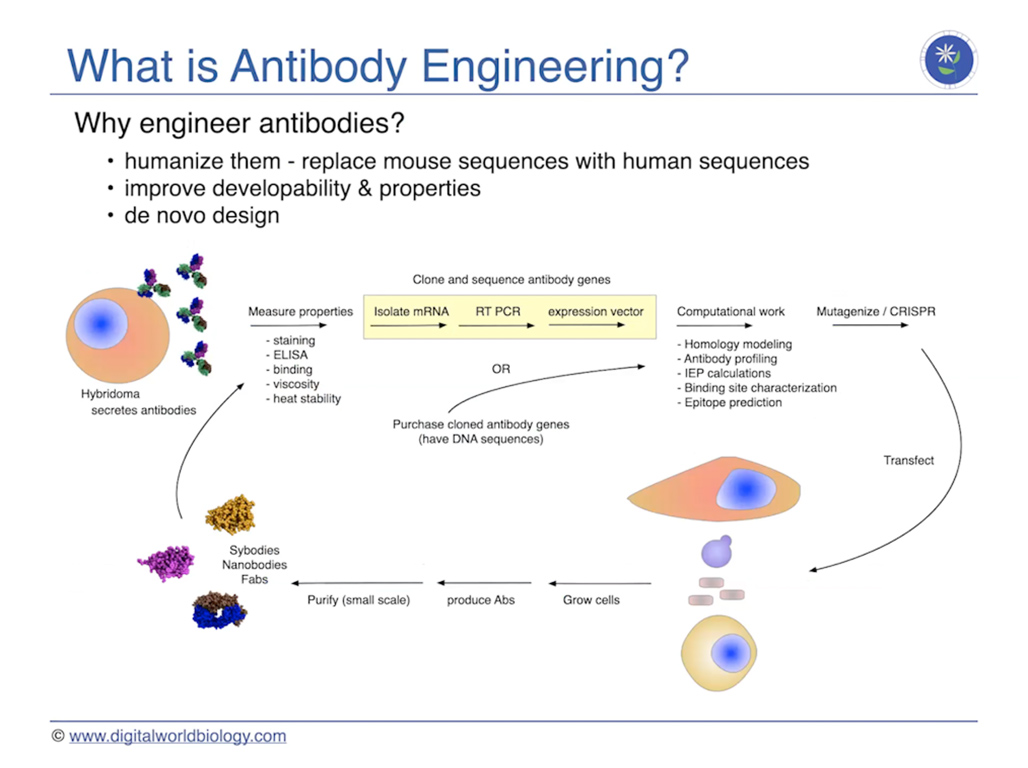 What is Antibody Engineering?