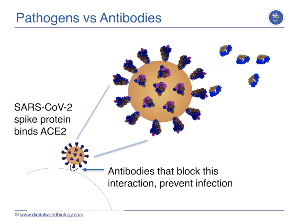Pathogens vs Antibodies