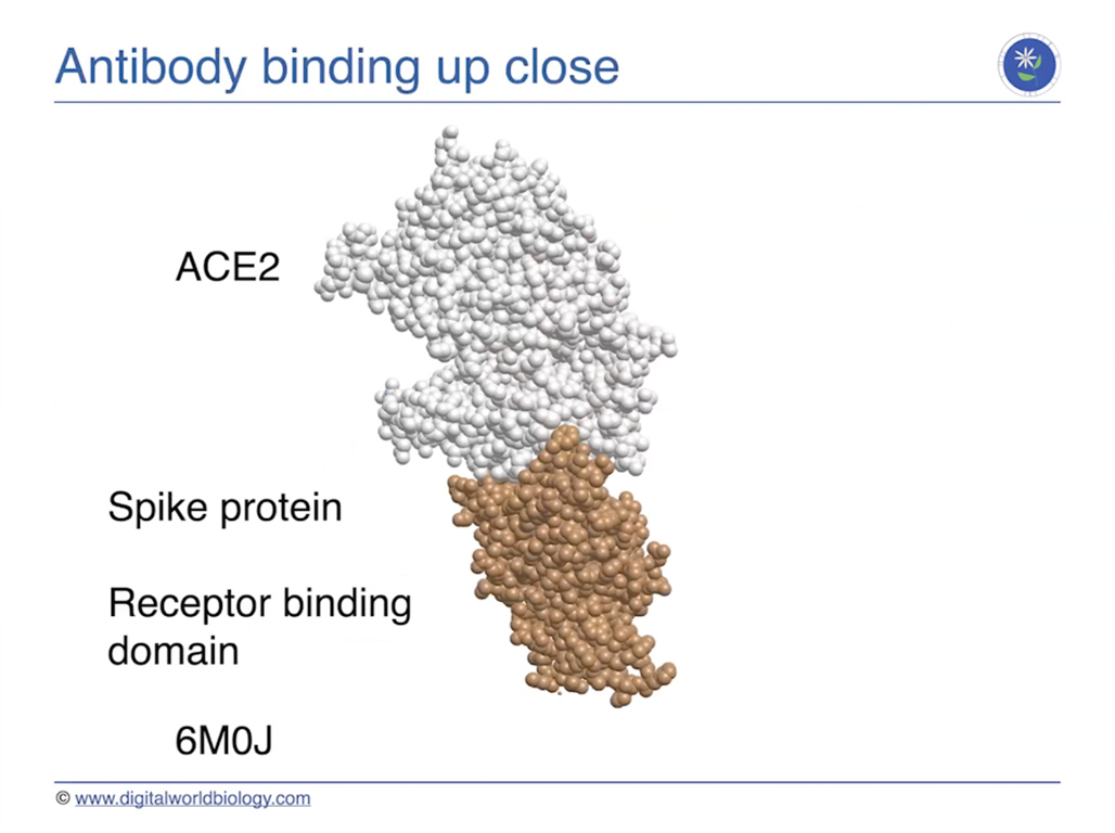 Antibody binding up close
