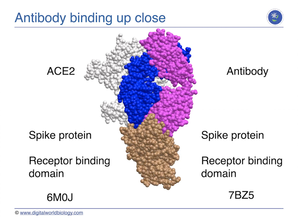 Antibody binding up close