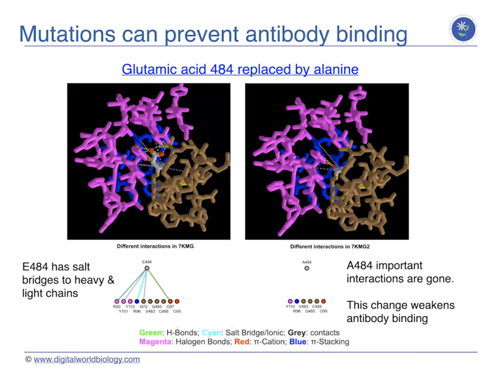 Mutations can stop antibody binding